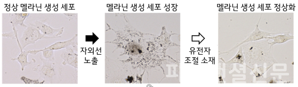 유전자 조절 성분의 자외선에 대한 멜라닌 색소 생성 세포 억제 효과 - 자외선에 의해 확장된 멜라닌 색소 생성 세포를 유전자 조절 소재가 축소시킨 모습. (사진=LG생건)