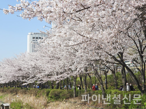 7일 서울 송파구 잠실 석촌호수 둘레길에 핀 벚꽃을 구경하는 시민들 (사진=황병우 기자)