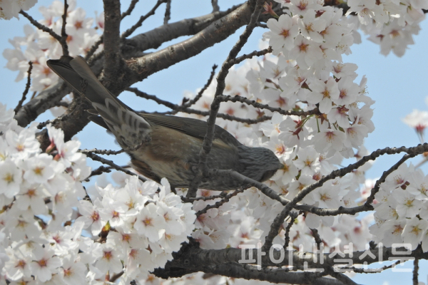 1일 오후 여의도에서 직박구리가 활짝 핀 벚꽃이 머금은 꿀을 따먹고 있다. (사진=황병우 기자)