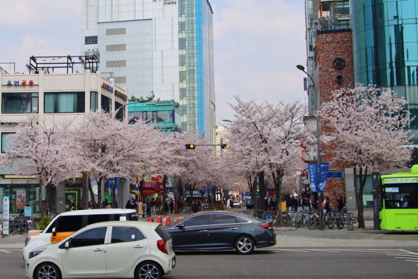 10일 오전 서울 서대문구 신촌로터리~연세대학교 구간에 시민들이 벚꽃을 즐기며 걸어가고 있다. (사진=황병우 기자)
