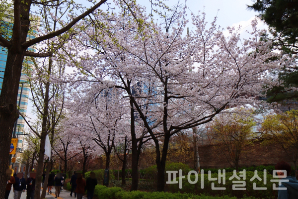 10일 오후 서울 중구 덕수초등학교 인근 공원에 활짝 핀 벚꽃 아래에 직장인들이 걸어가고 있다. (사진=황병우 기자)