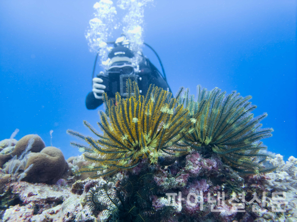 산호초 복원 프로젝트에 활용된 '오션 모드'는 갤럭시 S26 시리즈부터 일반 사용자도 활용할 수 있게 됐다. (사진=삼성전자)