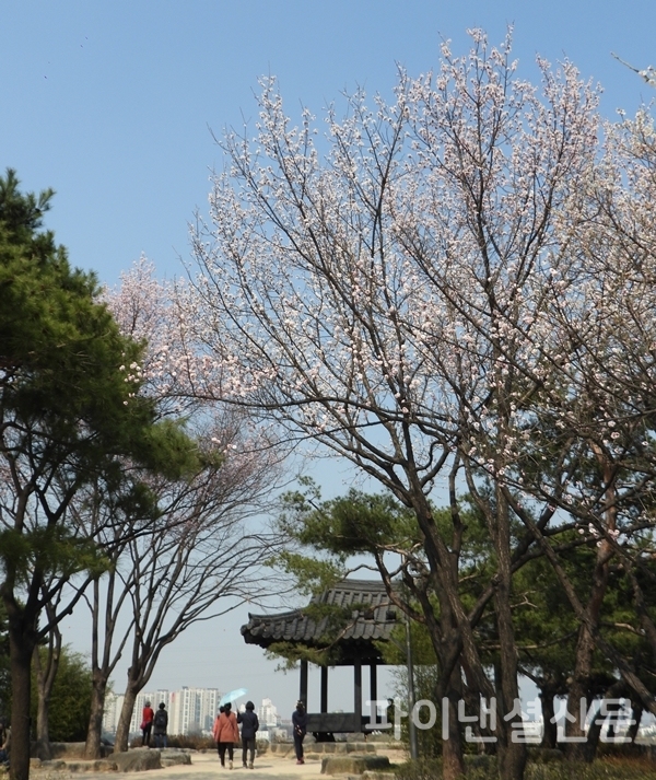 24일 오후 서울 양화대교 가운데에 있는 선유도공원에서 마스크를 쓴 시민들이 활짝핀 봄꽃 아래를 걷고 있다. (사진=황병우 기자)