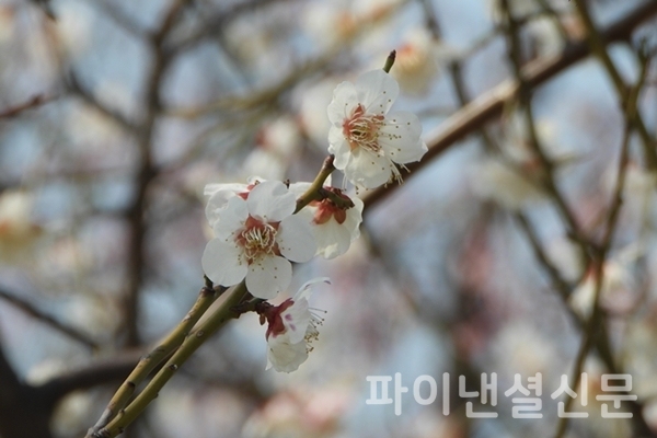꽃잎을 활짝 펼친 선유도공원의 벚꽃 (사진=황병우 기자)