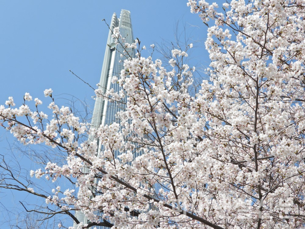 7일 서울 송파구 롯데월드 타워를 배경으로 활짝 피어있는 벚꽃 (사진=황병우 기자)