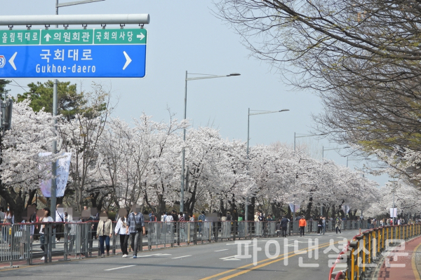 1일 오후 여의도를 찾은 시민들이 활짝 핀 벚꽃을 즐기고 있다. (사진=황병우 기자)