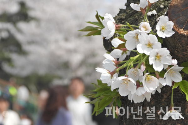 1일 오후 여의도에서 활짝 핀 벚꽃 뒤로 많은 시민들이 지나고 있다. 서울 여의도에서 열리는 봄꽃축제는 오는 4일 정식으로 개막해 9일까지 6일간 진행된다. (사진=황병우 기자)